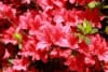 Azalia Crosswater Red - Piękna czerwień Azalea Crosswater Red 4