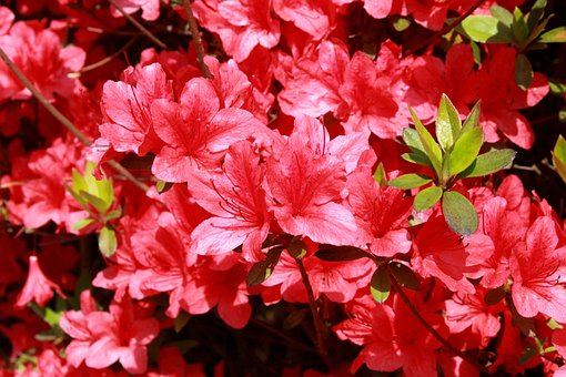 Azalia Crosswater Red - Piękna czerwień Azalea Crosswater Red 4