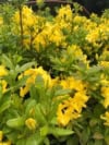 Azalia wielkokwiatowa Anneke - żółta Azalea 'Anneke' 5