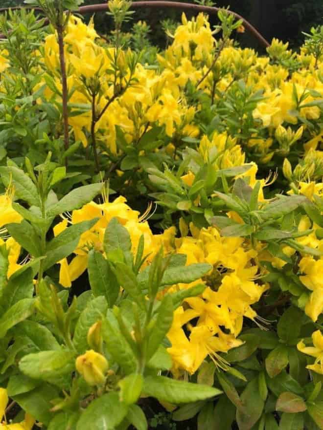 Azalia wielkokwiatowa Anneke - żółta Azalea 'Anneke' 5