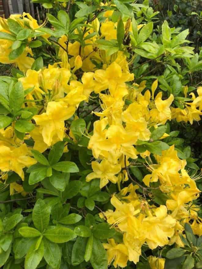 Azalia wielkokwiatowa Anneke - żółta Azalea 'Anneke' 4