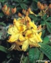 Azalia wielkokwiatowa Anneke - żółta Azalea 'Anneke' 3