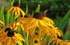 Rudbekia Rudbeckia 1