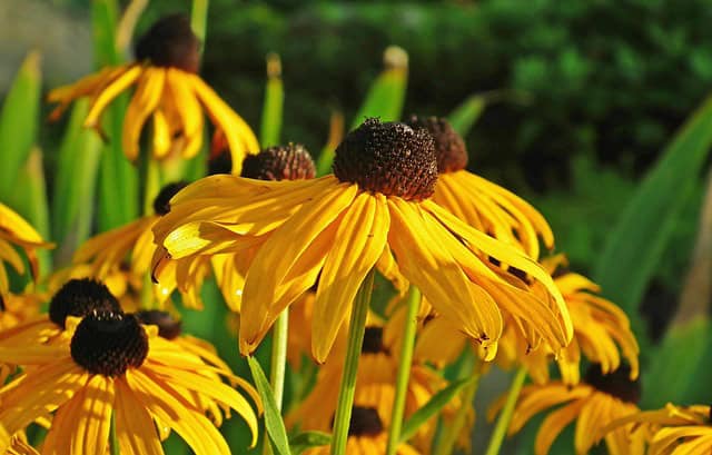 Rudbekie – kategoria