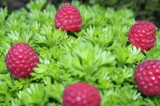 Malinotruskawka (Rubus illecebrosus) UNIAKATOWA ROŚLINA Rubus illecebrosus 1