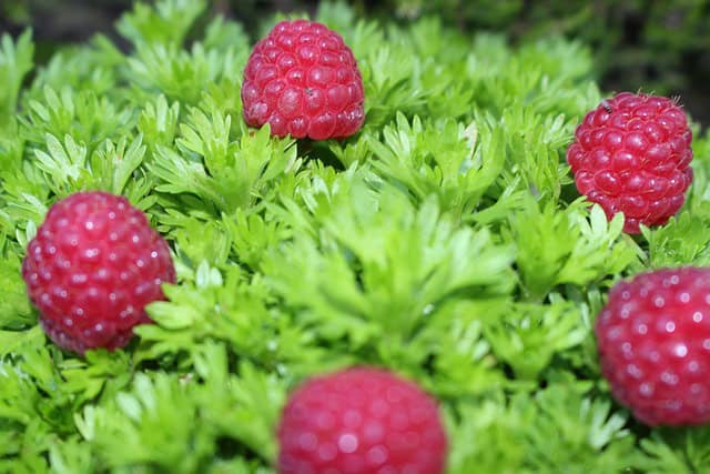 Malinotruskawka (Rubus illecebrosus)