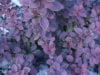 Berberys Thunberga 'Chiquita' -żółte obwódki Berberis Thunbergii 'Chiquita 3