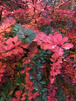 Berberys Thunberga Red Dream- Czerwona odmiana Berberis Thunbergii 'Red Dream' 4