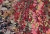 Berberys Thunberga Red Dream- Czerwona odmiana Berberis Thunbergii 'Red Dream' 6