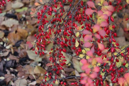 Berberys Thunberga Red Dream- Czerwona odmiana Berberis Thunbergii 'Red Dream' 6