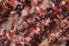 Berberys Thunberga Dariusz - bordowa kolumnowa Berberis Thunbergii 'Dariusz' 3
