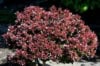 Berberys Thunberga ATROPURPUREA NANA - Czerwony na obwódki Berberis Thunbergii 'Atropurpurea Nana' 9