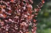 Berberys Thunberga Red Chief - Bordowy Berberis Thunbergii 'Red Chief' 7