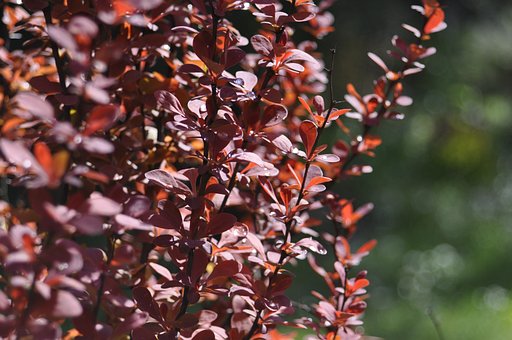 Berberys Thunberga Red Chief - Bordowy Berberis Thunbergii 'Red Chief' 7