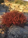 Berberys Thunberga ATROPURPUREA NANA - Czerwony na obwódki Berberis Thunbergii 'Atropurpurea Nana' 8