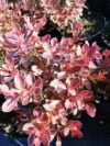 Berberys Thunberga Admiration - czerwony kulisty Berberis Thunbergii 'Admiration' 2