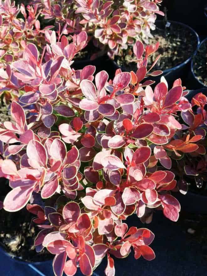 Berberys Thunberga Admiration - czerwony kulisty Berberis Thunbergii 'Admiration' 2
