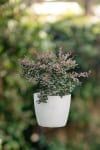 Berberys ottawski Superba - duża sadzonka Berberis x otavensis 'Superba' 2