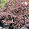 Berberys Thunberga Red Dream- Czerwona odmiana Berberis Thunbergii 'Red Dream' 7
