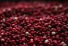 Żurawina wielkoowocowa Howes - IDEALNA NA POCZĄTEK Vaccinium macrocarpon 'Howes' 6