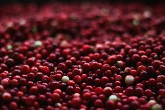 Żurawina wielkoowocowa Howes - IDEALNA NA POCZĄTEK Vaccinium macrocarpon 'Howes' 6