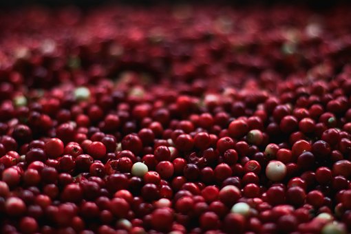 Żurawina wielkoowocowa Howes - IDEALNA NA POCZĄTEK Vaccinium macrocarpon 'Howes' 6