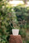 Bez Czarny 'Black Lace'- purpurowe pędy Sambucus nigra 'Black Lace' 2