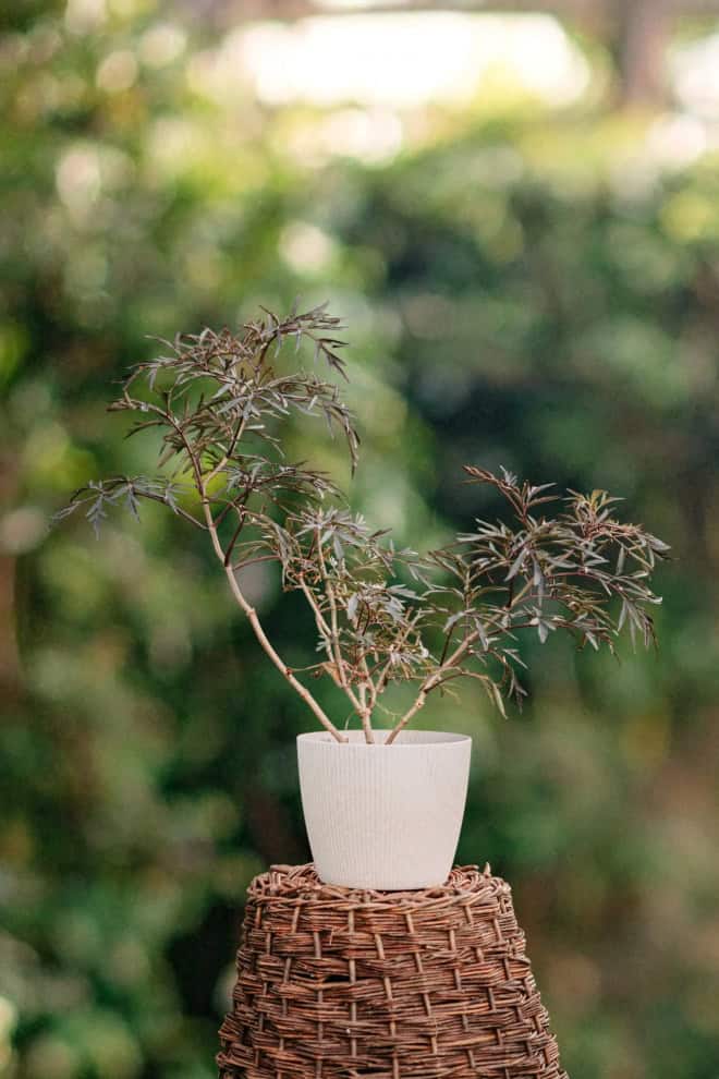 Bez Czarny 'Black Lace'- purpurowe pędy Sambucus nigra 'Black Lace' 2