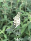 Budleja Dawida "Butterfly Candy Little White"- Biała Miniaturka Budleii davidii ''Butterfly Candy Little White 2