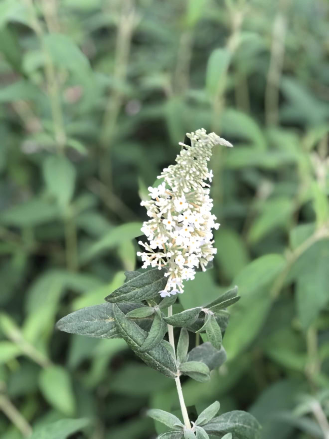 Budleja Dawida "Butterfly Candy Little White"- Biała Miniaturka Budleii davidii ''Butterfly Candy Little White 2