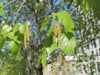 Brzoza Pospolita - Piękna kora Betula Pendula 5