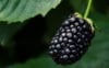 Jeżyna bezkolcowa Black satin - MOCNO OWOCUJĄCA Rubus fruticosus 'Black satin' 4
