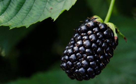 Jeżyna bezkolcowa Black satin - MOCNO OWOCUJĄCA Rubus fruticosus 'Black satin' 4