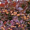Berberys Thunberga Red Chief - Bordowy Berberis Thunbergii 'Red Chief' 8