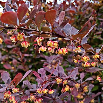 Berberys Thunberga Red Chief - Bordowy Berberis Thunbergii 'Red Chief' 8