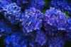 Hortensja ogrodowa (macrophylla) Nikko Blue Hydrangea macrophylla niebieska 2