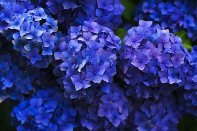 Hortensja ogrodowa (macrophylla) Nikko Blue Hydrangea macrophylla niebieska 2