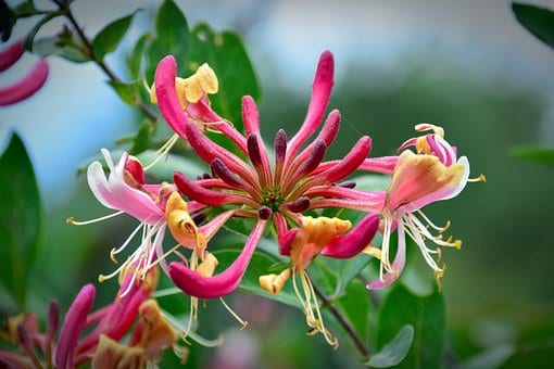 Wiciokrzew pomorski Serotina - PIEKNE PNĄCZE Lonicera periclymenum 'Serotina' 4