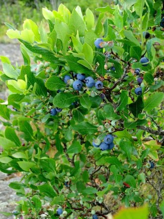 Borówka amerykańska BLUEJAY - Wytrzymała i odporna odmiana Vaccinium corymbosum 'BLUEJAY' 1