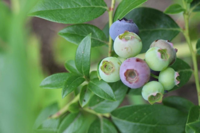 Borówka amerykańska BRIGITTA - PÓŹNA ODMIANA Vaccinium corymbosum 'BRIGITTA' 2