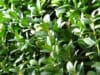 Bukszpan drobnolistny Faulkner - drobne liście Buxus sempervirens 'Faulkner' 3