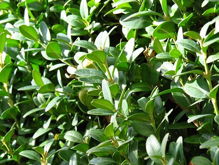 Bukszpan drobnolistny Faulkner - drobne liście Buxus sempervirens 'Faulkner' 3