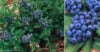 Borówka amerykańska DUKE - BESTSELLER Vaccinium corymbosum DUKE 3