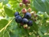 Borówka amerykańska GOLDTRAUBE - SZYBKO ROSNĄCA Vaccinium corymbosum GOLDTRAUBE 6