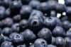 Borówka amerykańska ELLIOTT - ODMIANA DLA POCZĄTKUJACYCH Vaccinium corymbosum ELLIOTT 7