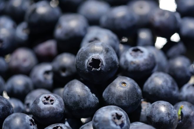 Borówka amerykańska ELLIOTT - ODMIANA DLA POCZĄTKUJACYCH Vaccinium corymbosum ELLIOTT 7