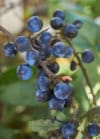Borówka amerykańska DARROW - NAJSŁODSZE OWOCE Vaccinium corymbosum DARROW 2