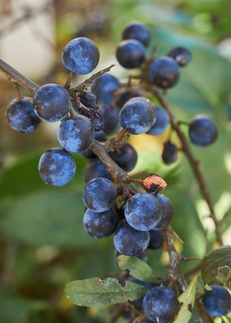 Borówka amerykańska DARROW - NAJSŁODSZE OWOCE Vaccinium corymbosum DARROW 2