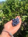 Borówka amerykańska BLUEJAY - Wytrzymała i odporna odmiana Vaccinium corymbosum 'BLUEJAY' 6
