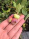Borówka amerykańska CHANDLER - NAJWIĘKSZE OWOCE Vaccinium corymbosum 'CHANDLER' 2